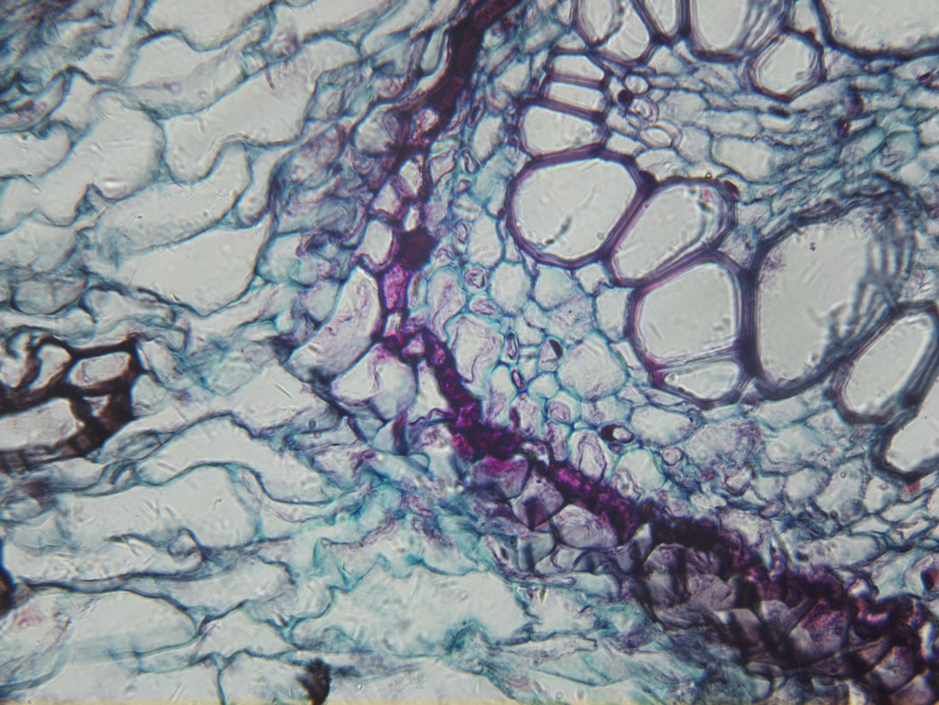 Investigadora observando muestra a través de microscopio